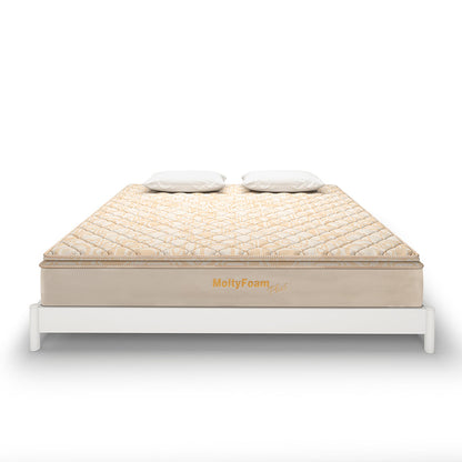 MoltyFoam Plus